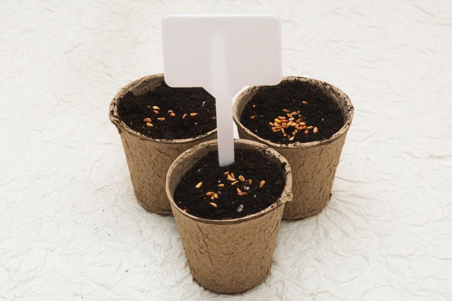cardboard planting pots Biodegradable cardboard pots